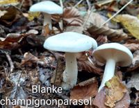 Natuur Lankhorstbos Blanke champignonparasol - kopie - kopie - kopie - kopie - kopie - kopie