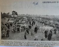 Tentoonstelling Het Nederlandse Trekpaard